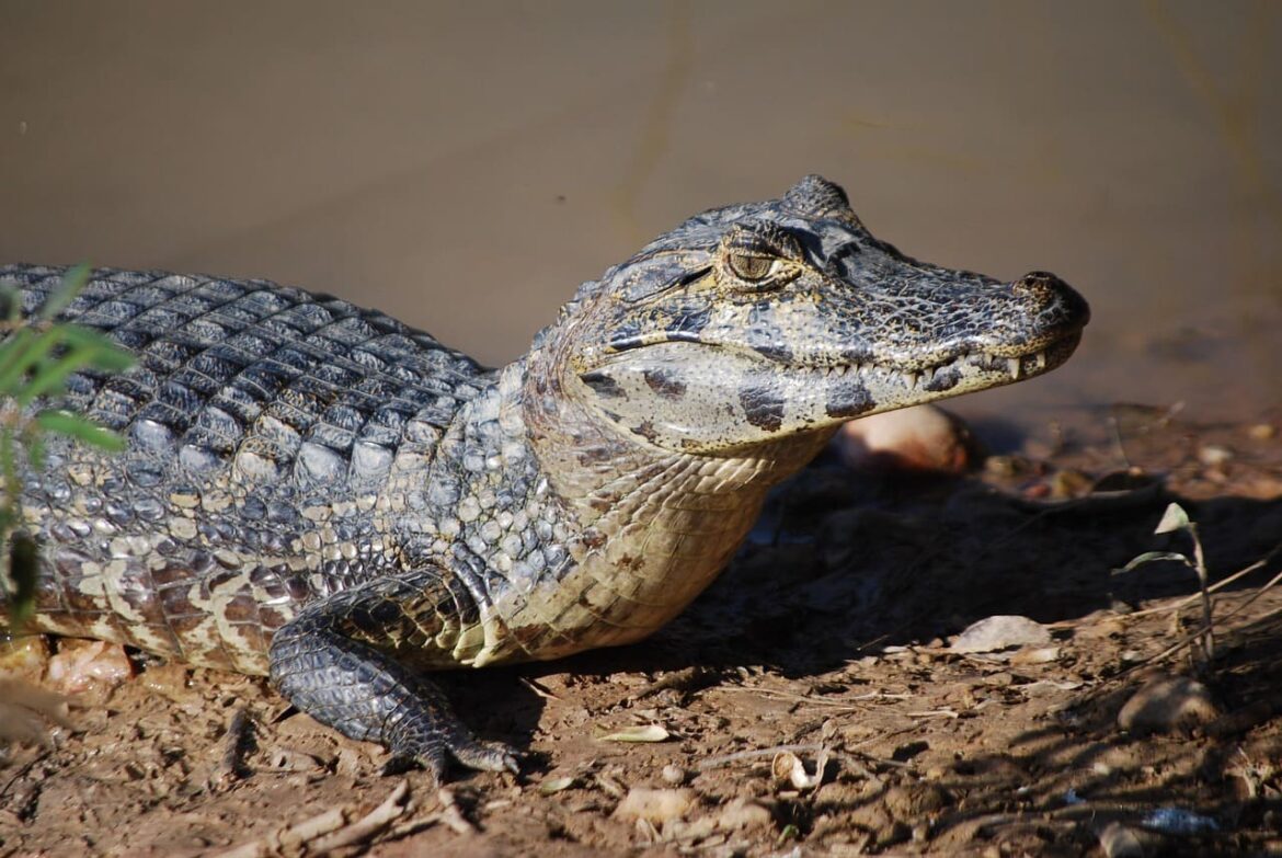 cicloturismo brasil ruta br-230